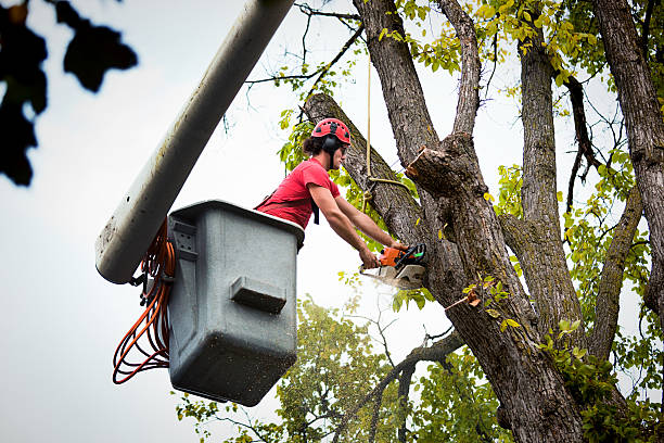 Best Professional Tree Care  in Pennington Gap, VA